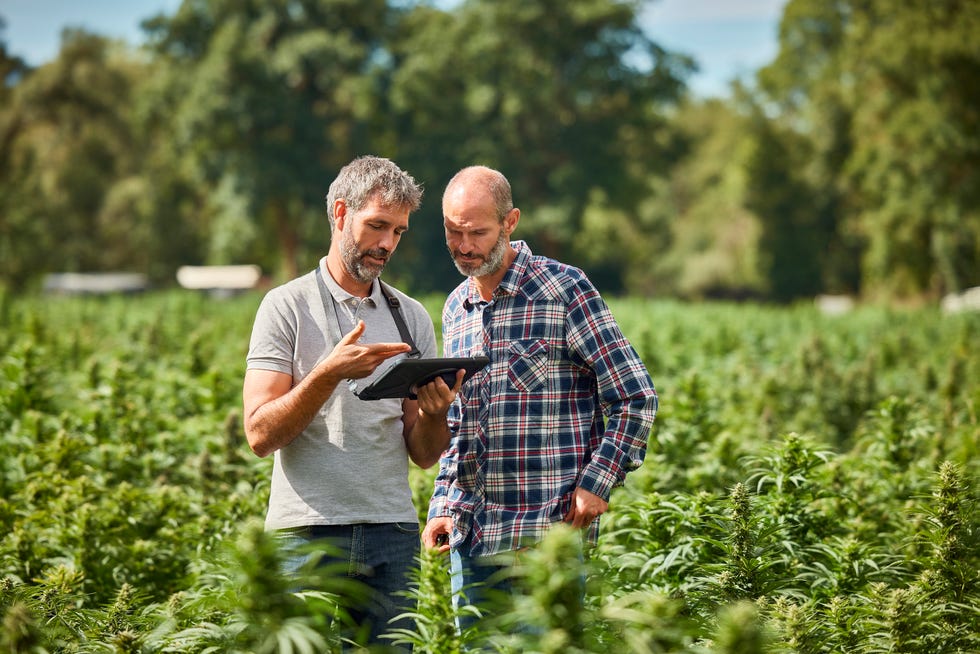 dos hombres mirando una tablet en mitad de un campo