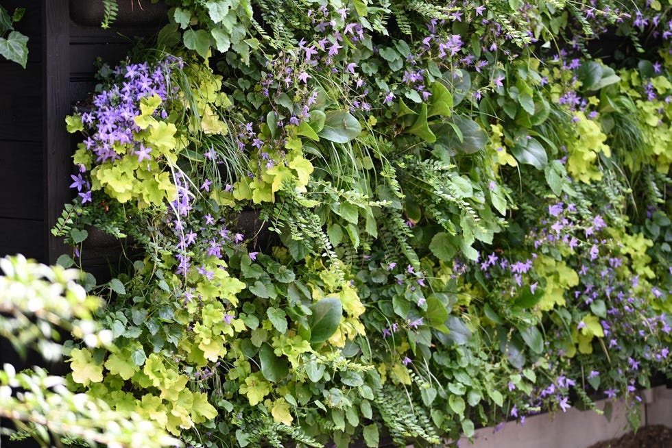 living plant wall