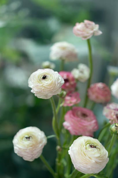 ranunculus