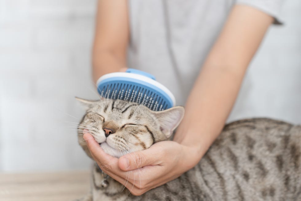 selective focus hand woman brush cat fur.