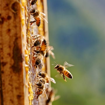 bee hive with honey bees and honey bee flying in to land