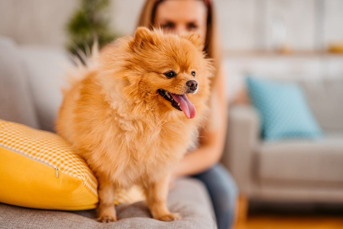 que necesitan los perros para vivir