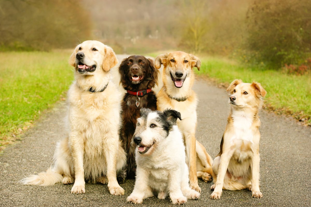 las mentas de polo son malas para los perros