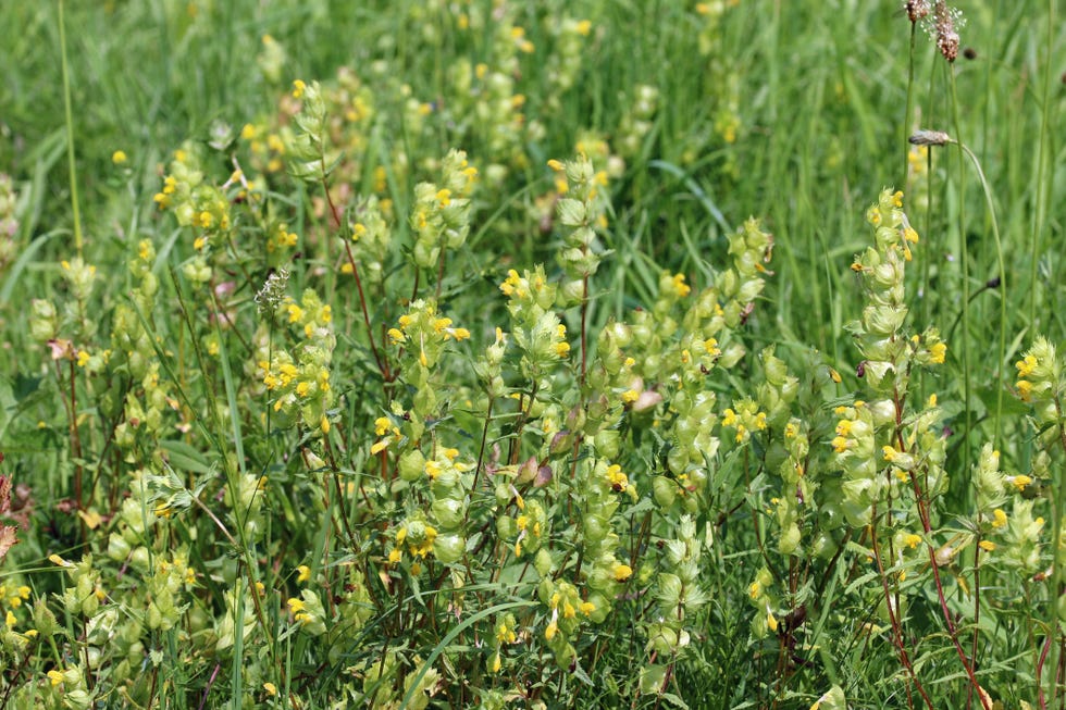 how to grow wildflower meadow
