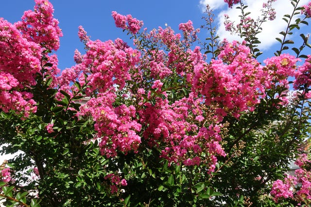 trees for small gardens