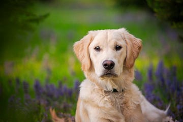 golden retriever