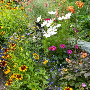 Brightly coloured plants in pots in a summer garden mixed plants in a front garden in august. annuals such as rudbeckia, petunia, cosmos and lobelia with foliage plants such as hakonechloa.
