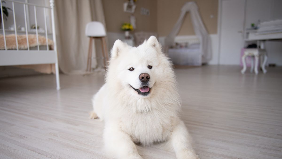 preview for Perros de razas pequeñas blancos para llevarte a casa: los más bonitos