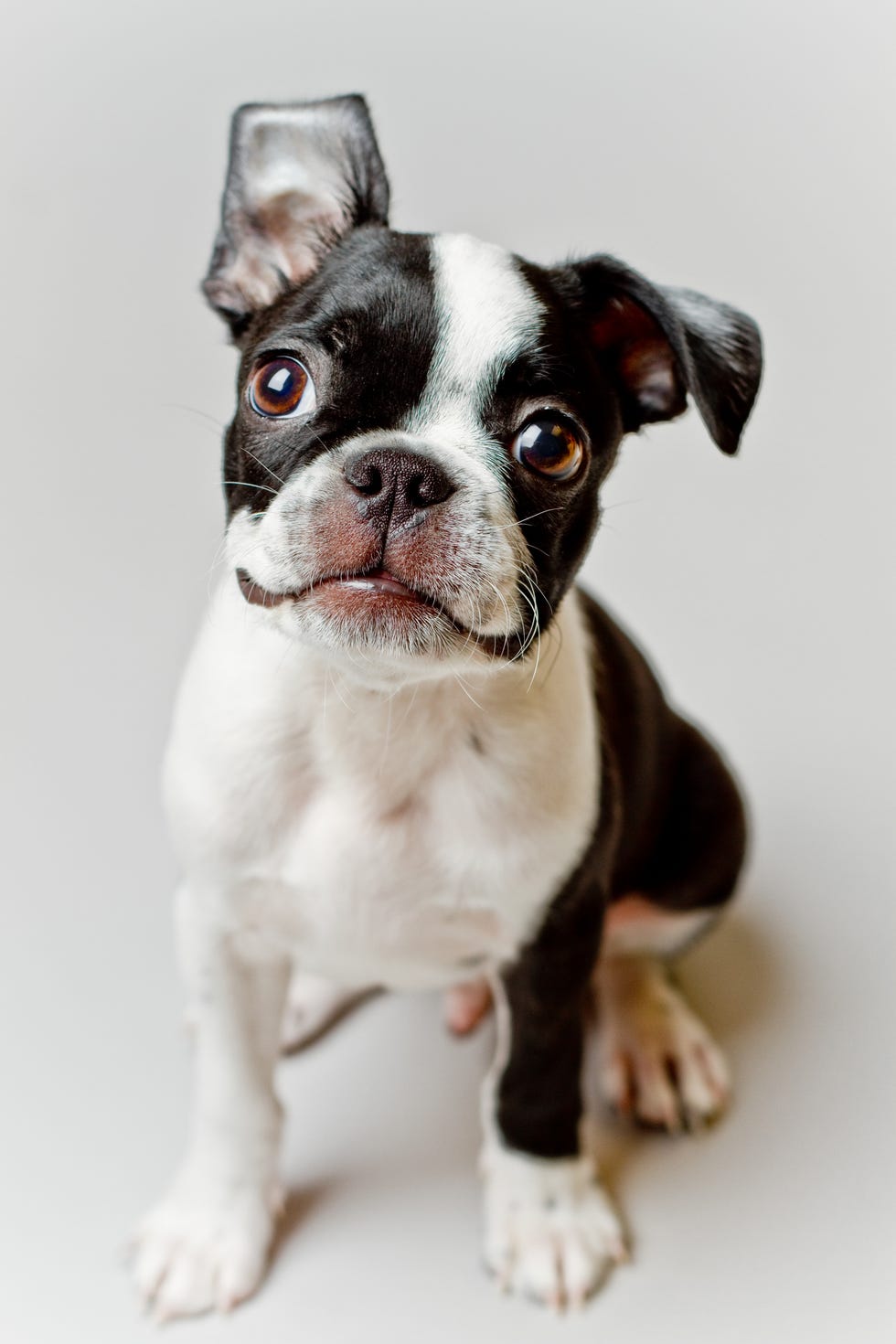 son los boston terriers perros nerviosos