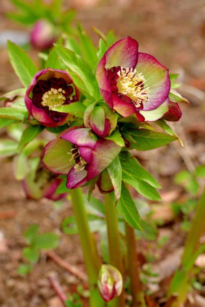 black hellebore, also called christmas rose or winter rose, is an evergreen, perennial flowering plant in the buttercup family ranunculaceae christmas rose plant is toxic the flowers of five petals come in various colors, including white, red, pink, purple, green, yellow and apricot, and appear during winter, often at christmas, in mild climates and in late spring in colder areas