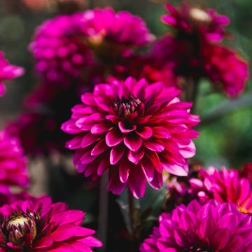 Dalia rosa dalia rosa