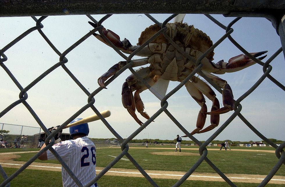 crab at cape cod baseball league