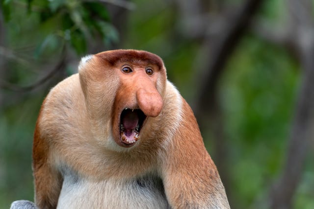male proboscis monkey nasalis larvatus with pot bellies and long noses are endemic to borneo island