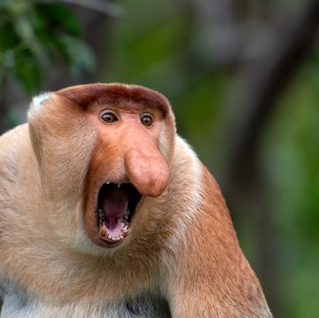 male proboscis monkey nasalis larvatus with pot bellies and long noses are endemic to borneo island