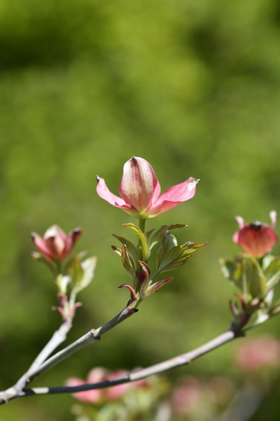 hybrid flowering dogwood stellar pink branch with flowers latin name cornus x rutgersensis stellar pink