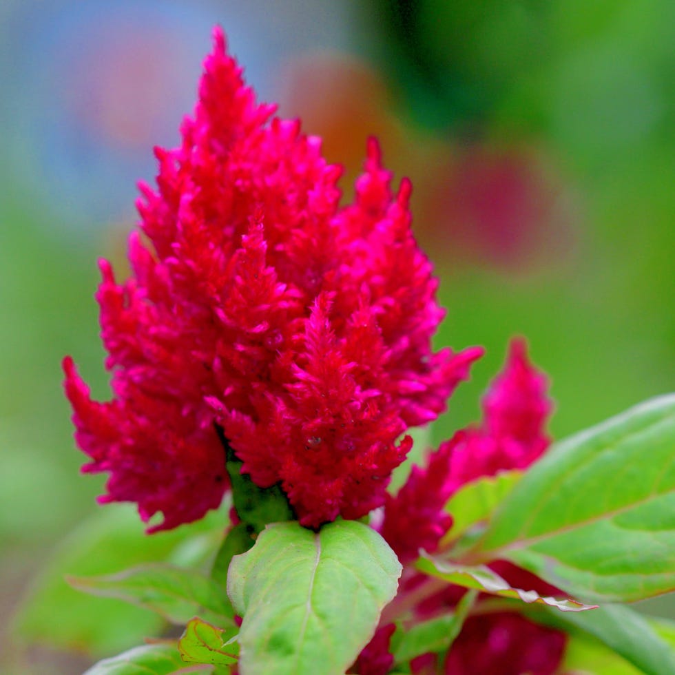 celosia argentea is an annual flowering plant of amaranth family, amaranthaceae celosia argentea is divided into four different groups, including plumosa group plumosa plants commonly called feather celosia, plumed celosia or feathered amaranth are old garden favorites that feature narrow pyramidal, plume like flower heads composed of tiny, densely packed, vividly colored flowers flower colors include bright shades of orange, red, purple, yellow and cream flowers bloom throughout summer into fall on erect stems the leaves, young stems and inflorescence are used as food