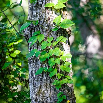How To Kill Poison Ivy, According to a Lawn Care Expert