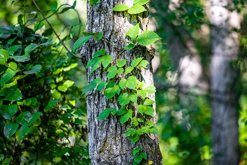 poison ivy vine climbing trunk of tree in wooded swamp area