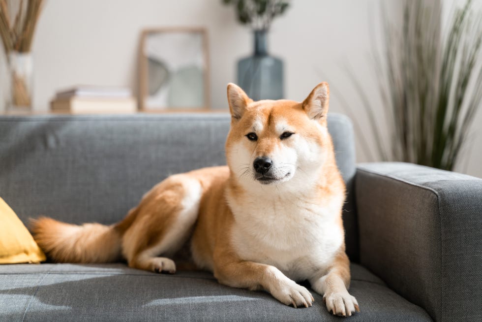 como elijo el nombre de un perro