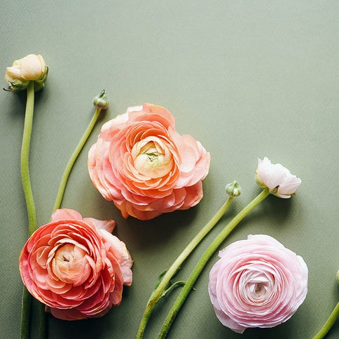 Gray background with fresh buttercup flowers. Floral background. Happy Easter. International Women's Day. Mothers Day. Hello spring. Valentine's Day. Festive background. Beautiful flowers. Spring flowers. Multicolored flowers. gray background with fresh buttercup flowers floral background happy easter international womens day mothers day hello spring valentines day festive background beautiful flowers spring flowers multicolored flowers