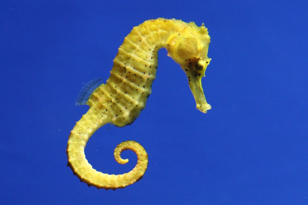 bright yellow seahorse against background of bright blue water, taken in monterey bay aquarium, california