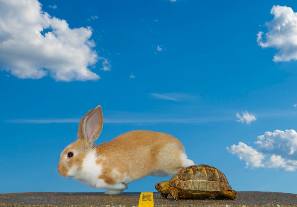 race between a tortoise and a hare