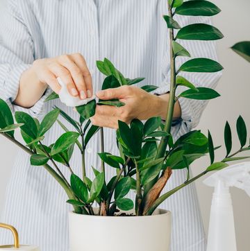 caring for flowers, wiping leaves of plant from dust and dirt zamioculcas zamiifolia plant in white flower pot on white table on light background houseplants with zamioculcas plant in home decor interior of modern scandinavian apartment