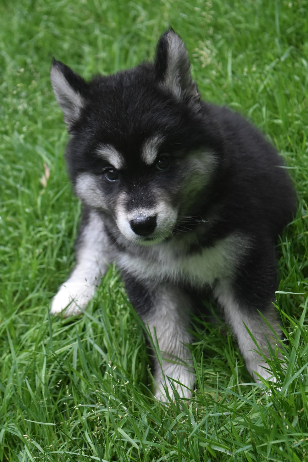 son malamutes dificiles de entrenar