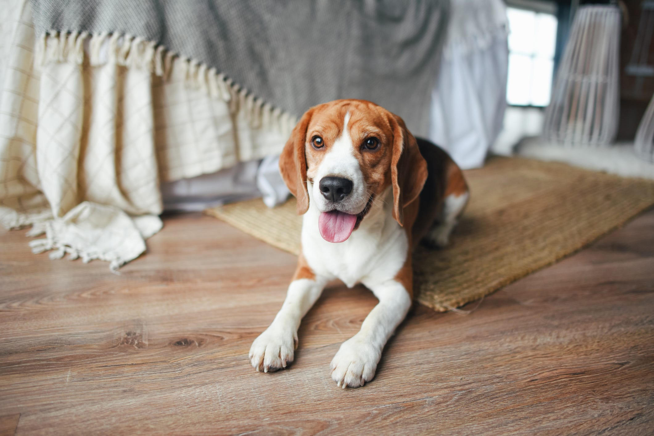 son buenas las zanahorias para un beagle