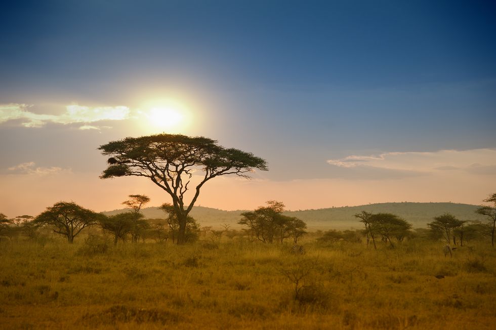 african acacia trees in the warm light of a late afternoon, serengeti national park, tanzaniaeast africa

see more of my photos of landscapes and sunsets in africa
urlfilecloseupid5889447imgfilethumbview58894471imgurl urlfilecloseupid5992282imgfilethumbview59922821imgurl urlfilecloseupid5826964imgfilethumbview58269641imgurl urlfilecloseupid11827986imgfilethumbview118279861imgurl urlfilecloseupid6135834imgfilethumbview61358341imgurl urlfilecloseupid11827972imgfilethumbview118279721imgurl urlfilecloseupid6082863imgfilethumbview60828631imgurl urlfilecloseupid17371663imgfilethumbview173716631imgurl urlfilecloseupid17322263imgfilethumbview173222631imgurl urlfilecloseupid17322252imgfilethumbview173222521imgurl urlfilecloseupid17322248imgfilethumbview173222481imgurl urlfilecloseupid17322240imgfilethumbview173222401imgurl urlfilecloseupid17320697imgfilethumbview173206971imgurl urlfilecloseupid17311445imgfilethumbview173114451imgurl urlfilecloseupid17311421imgfilethumbview173114211imgurl urlfilecloseupid17264494imgfilethumbview172644941imgurl urlfilecloseupid17264482imgfilethumbview172644821imgurl urlfilecloseupid17264452imgfilethumbview172644521imgurl urlfilecloseupid6160297imgfilethumbview61602971imgurl urlfilecloseupid41595566imgfilethumbview415955661imgurl urlfilecloseupid41431840imgfilethumbview414318401imgurl urlfilecloseupid41431328imgfilethumbview414313281imgurl urlfilecloseupid30995034imgfilethumbview309950341imgurl urlfilecloseupid30338882imgfilethumbview303388821imgurl