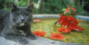 Hemingway Cat
