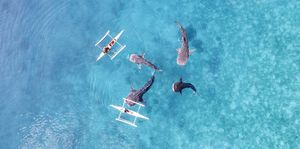 whalesharks swimming topdown in ocean drone 2022 aerial footage cebu philippines high quality photo