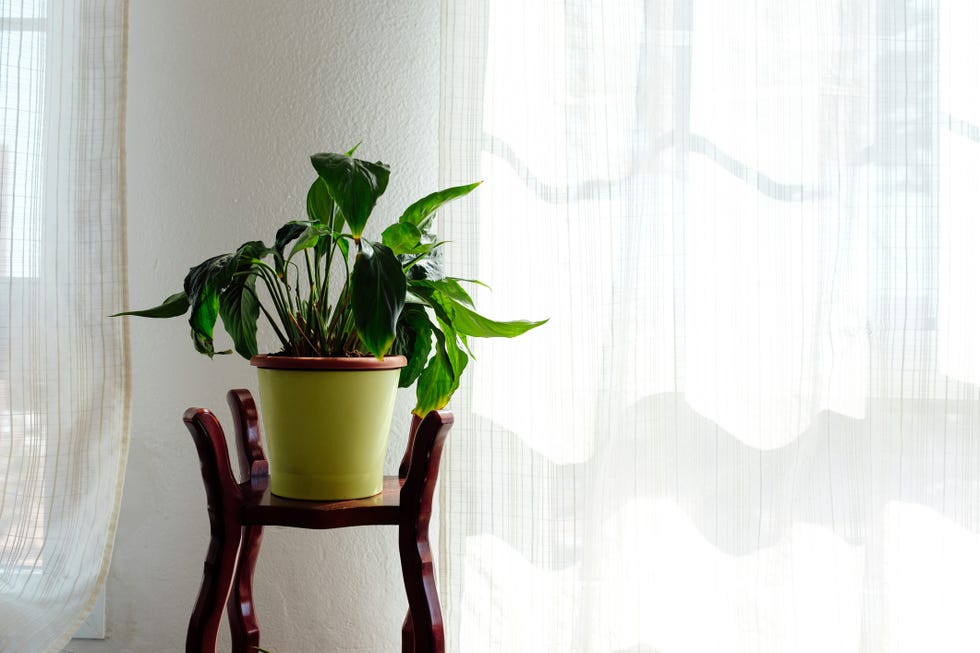 houseplant in a vintage pot stands next to the window