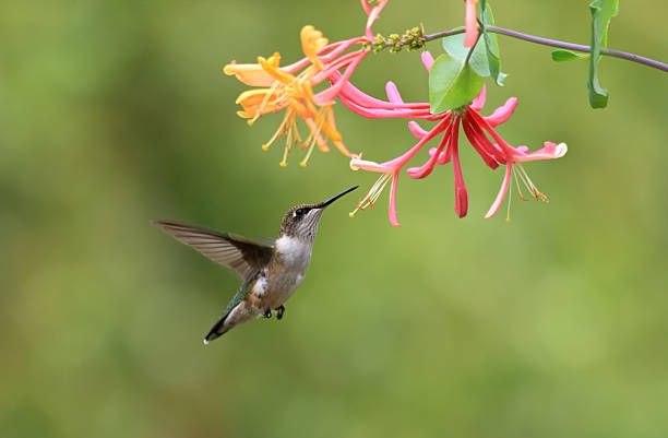 Floral Hummingbird Garden