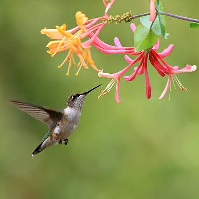 female ruby throated hummingbird feeding on honeysuckle flowers