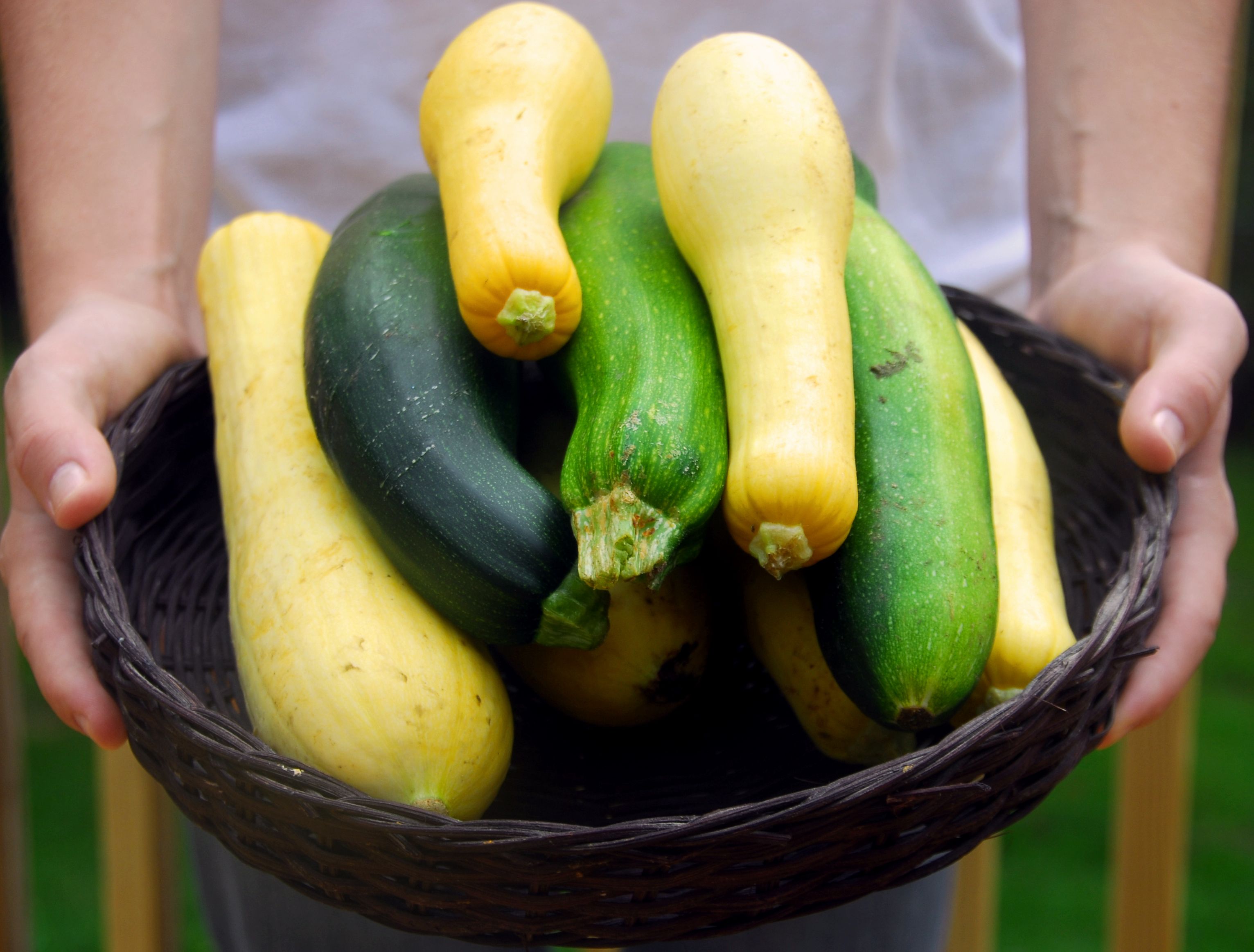 yellow zucchini squash