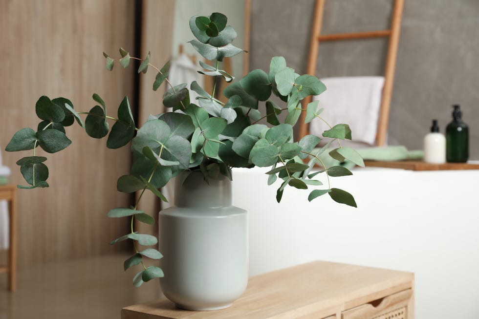 beautiful eucalyptus branches in vase on wooden cabinet indoors interior design
