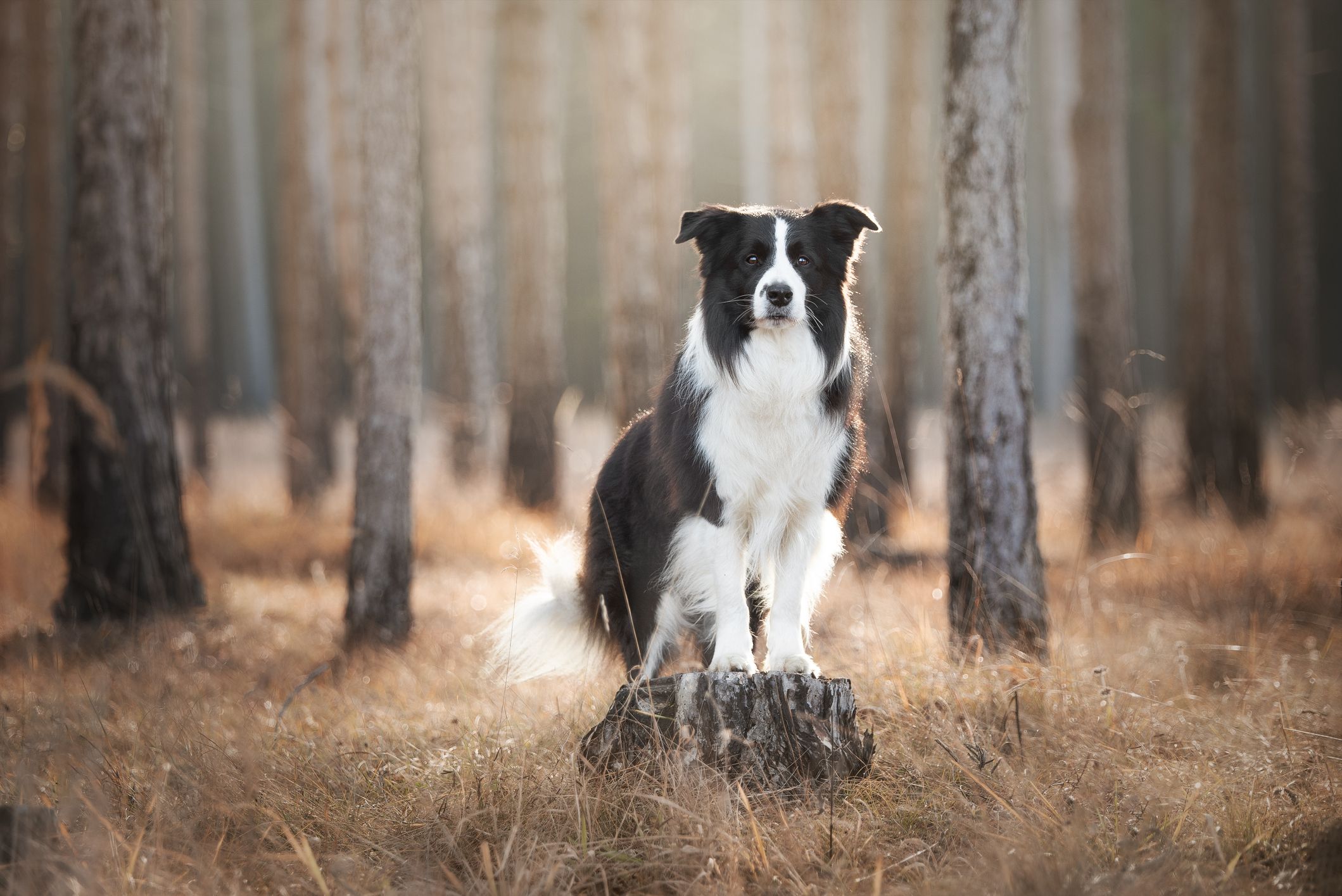 los border collies se sienten solos