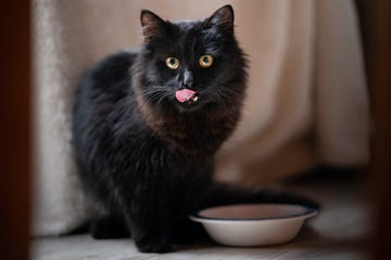 gato negro comiendo