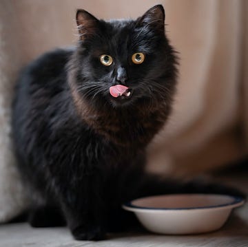Gato comiendo gato negro comiendo