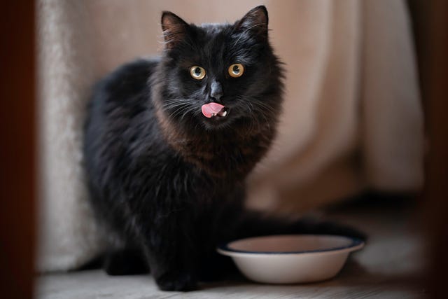 gato negro comiendo