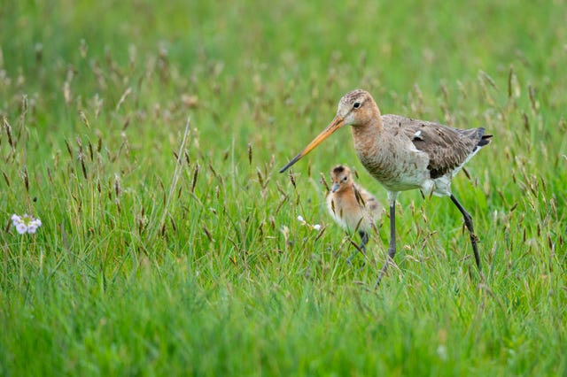 grutto's in het veld