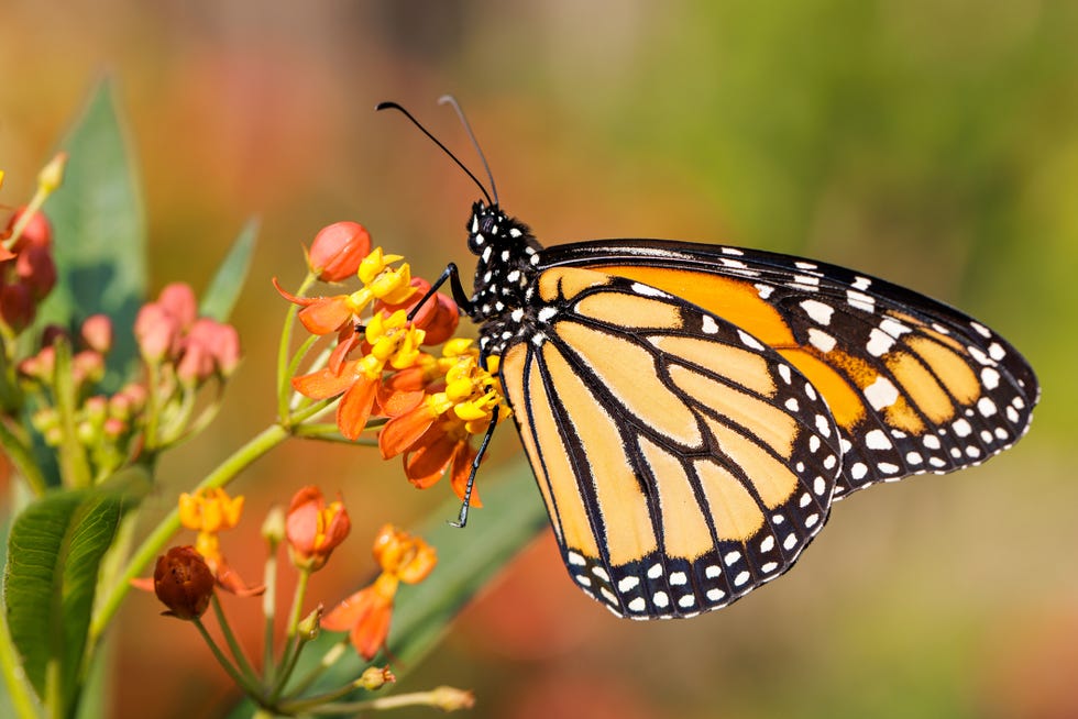 monarch on tropical milkweed