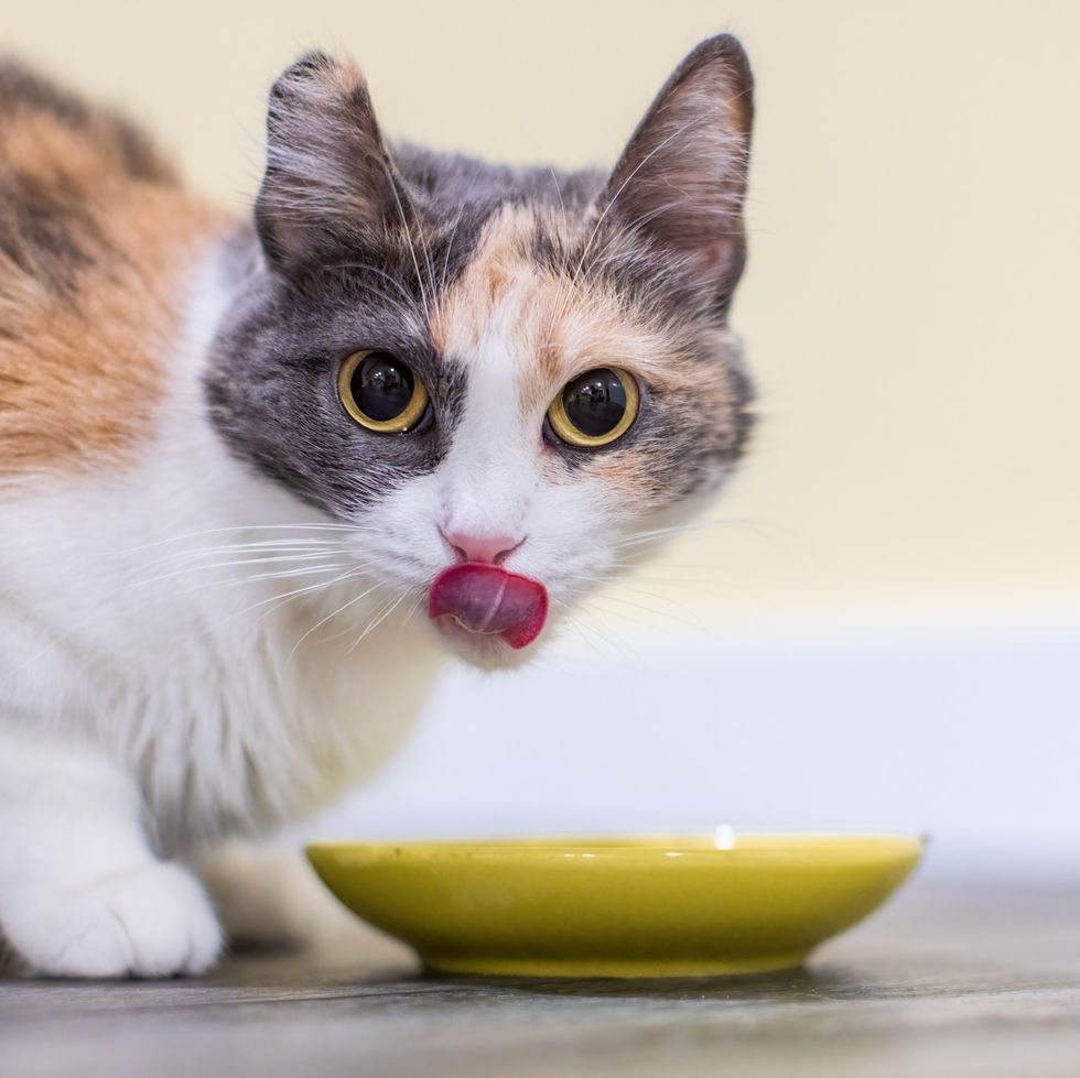 three colored calico cat licking her nose after eating