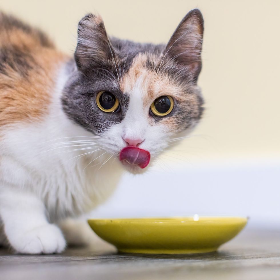 three colored calico cat licking her nose after eating