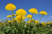 dandelion