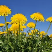 Dandelion (Taraxacum officinale) meadow dandelion