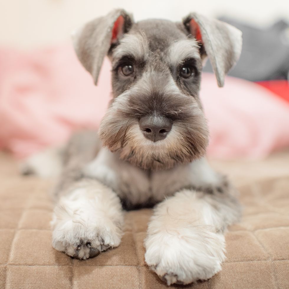 miniature schnauzer sitting on bed and looking at camera