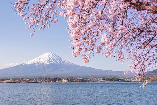 a tree with pink blossoms in front of mount fuji