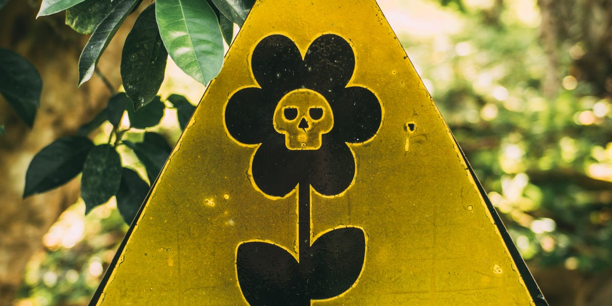 poisonous plants of honduras